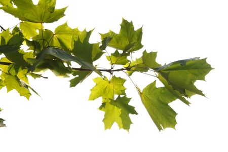 Maple branch. Isolated on a white backgroundの写真素材