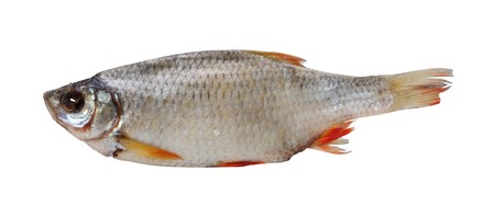 One stockfish rudd isolated on a white backgroundの写真素材