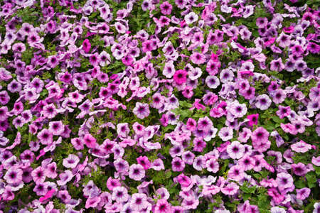 Petunia (Petunia) - perennial herb of the family Solanaceae. Flower backgroundの写真素材
