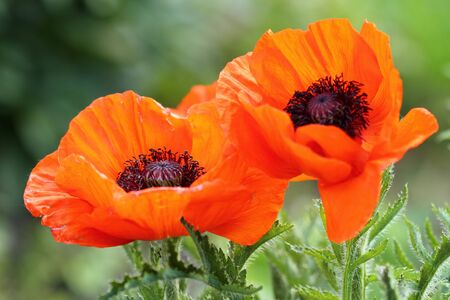 Poppy close up on a bright sunny day. No Drugs.の写真素材