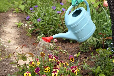 Watering flowers blue watering can with a red nozzle in spring day.の写真素材