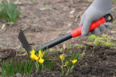 Yellow crocuses and hand in gray gloves with gardening forkの写真素材