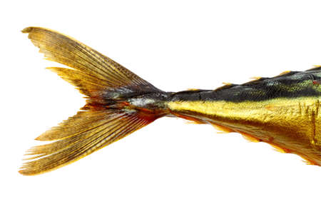 Tail of smoked fish isolated on a white background