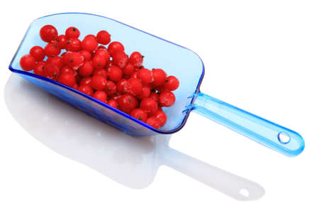 Berries frozen red currants in a blue scoop isolated on a white backgroundの写真素材