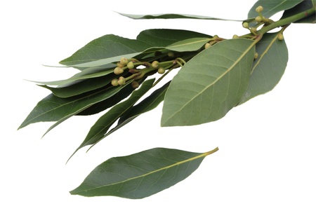 Fresh bay leaf and branch isolated on white backgroundの写真素材