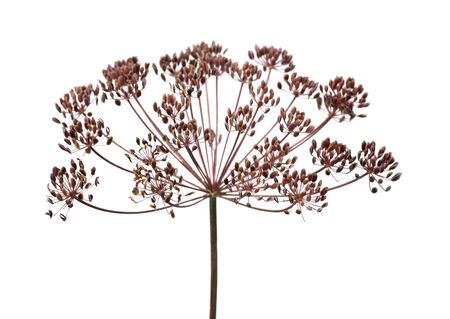 Ripe seed heads of dill. White background.の写真素材