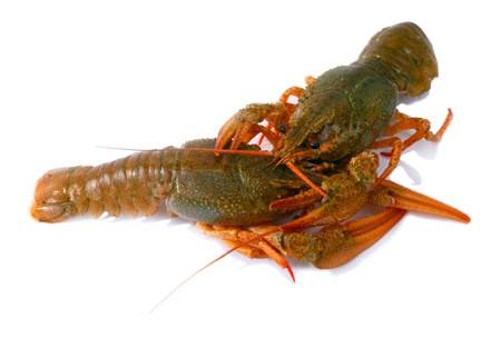 Two of living Crawfish  on a white background. の写真素材