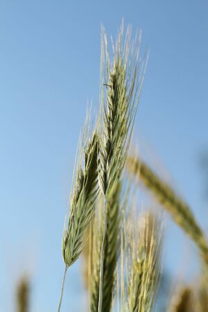 Ripening ears in the background of blue sky. Cereal Plantの写真素材