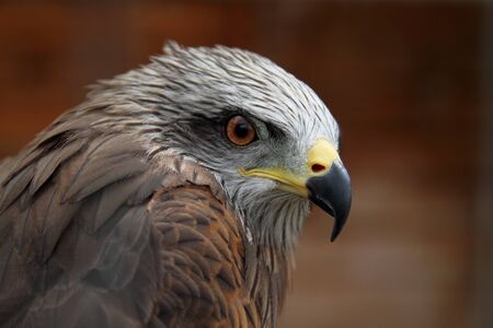 Portrait of a beautiful young hawk. Nature background