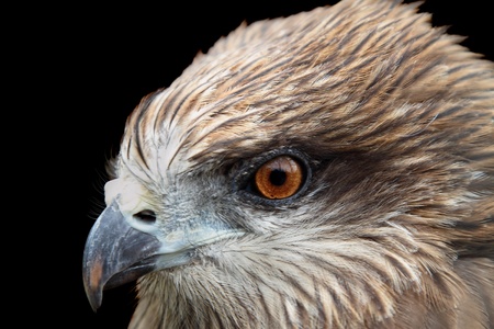 Portrait of a beautiful hawk. Isolated on a black background. の写真素材