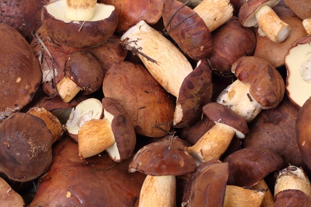 Heap of fresh ceps. Nature background	の写真素材