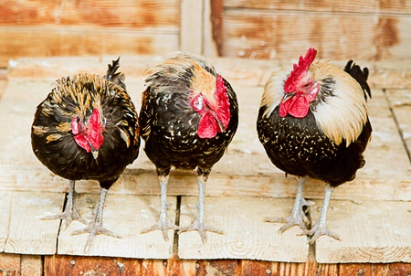 Three cocksの写真素材