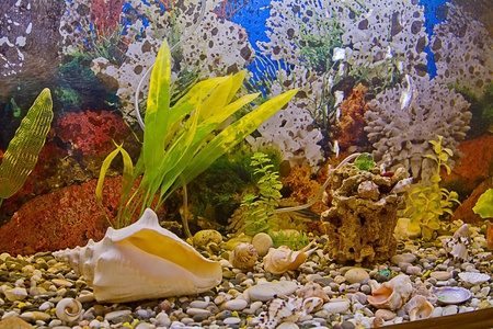 The record for a home aquarium fishの写真素材