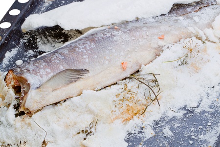 Red fish salmon baked in saltの写真素材