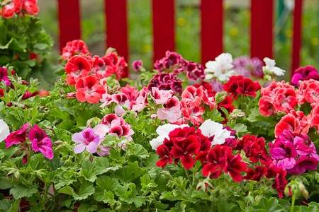 Petunia (Petunia) - perennial herb of the family Solanaceae. Flower background	の写真素材