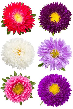 Six different asters isolated on a white backgroundの写真素材