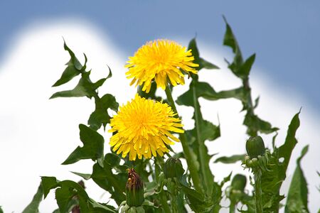 Flowering dandelions on background of blue skyの写真素材