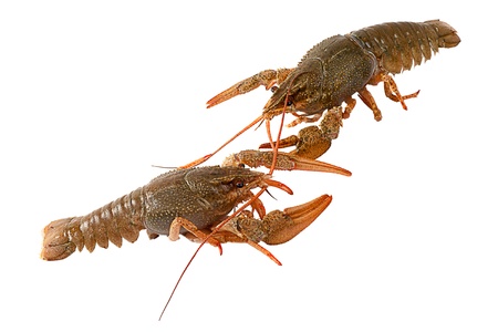 Two live Crawfish isolated on the white backgroundの写真素材