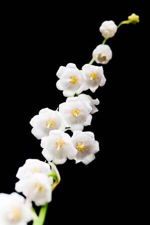 Blossoming lily of the valley. Isolated on black backgroundの写真素材