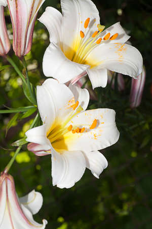 Close-up natural white lilies (Lilium longiflorum) の写真素材