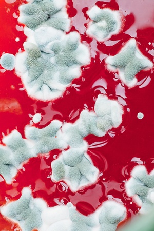 Mold spores growing on the shiny surface of biological solution. Biological backgroundの写真素材