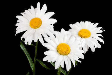 Three large daisy isolated on a black backgroundの写真素材