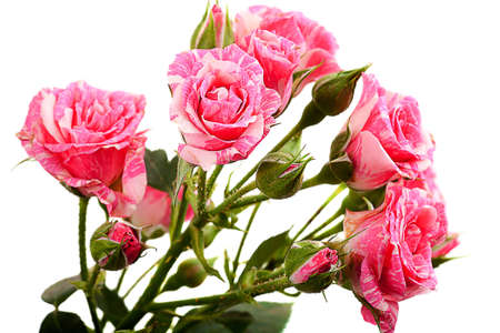 Pink rose bouquet isolated on a white backgroundの写真素材