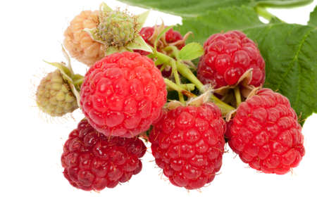 Raspberry on the branch. Isolated on white backgroundの写真素材