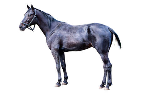 Beautiful black jogging the horse isolated on white backgroundの写真素材