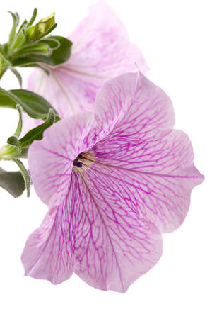 Petunia - perennial herb of the family Solanaceae  Flower background	の写真素材