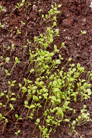Early stage growth of flower sproutsの写真素材