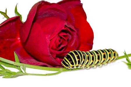 Fat caterpillar and a red rose isolated on a white backgroundの写真素材