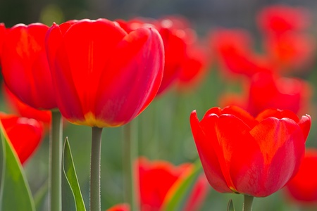 Red tulips in the morning. Nature background