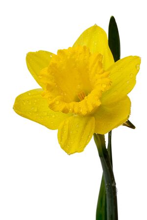 Yellow daffodil with dew drops isolated on white backgroundの写真素材