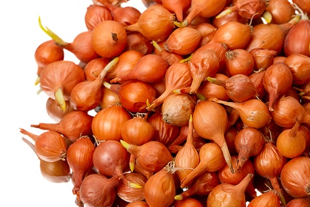 Heap onion seeds isolated on white backgroundの写真素材