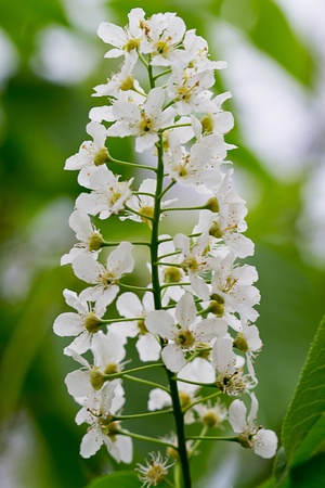 Overblown bird cherry. Nature backgroundの写真素材