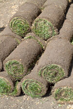 Grass Lawn - Turfs ready to be rolledの写真素材