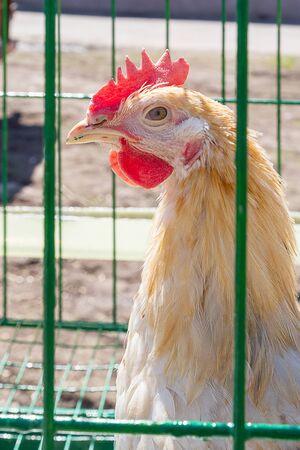 Rooster peers out of a cage. On poultry farmの写真素材