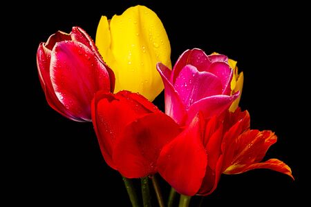 Bouquet of tulip isolated on black backgroundの写真素材