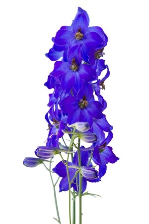 Dark blue delphinium isolated on white backgroundの写真素材