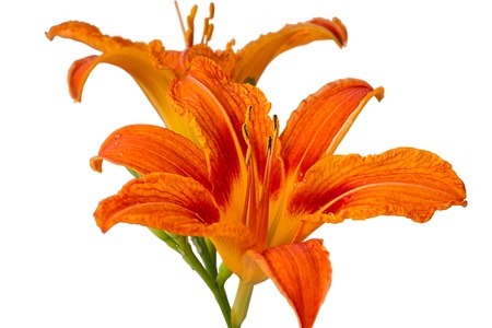 Orange lily and reflection isolated on a white background の写真素材