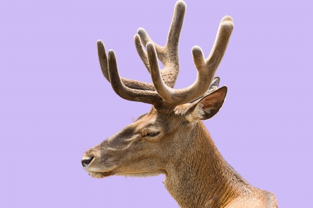 Profile of a deer head with beautiful horns  Isolated on gray backgroundの写真素材