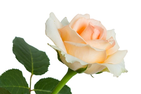 Light pink roses isolated on a white background. Floral backgroundの写真素材