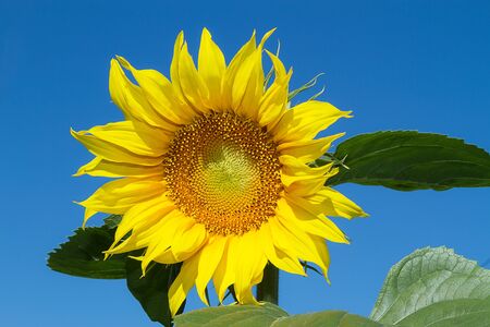 Beautiful yellow sunflower in the sun against blue sky の写真素材