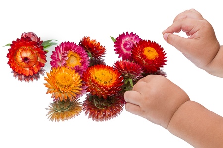 Hands of the child constitute the composition of the colored strawflower  Isolated on white backgroundの写真素材