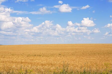 Large field of ripe wheat and a beautiful skyの写真素材