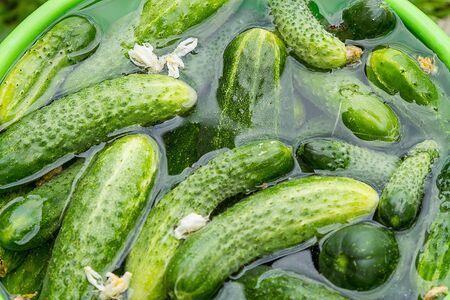 Fresh cucumbers immersed in cold water before saltingの写真素材