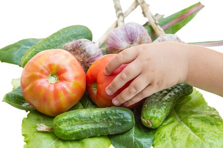 Fresh vegetables and hand the child takes a tomatoの写真素材