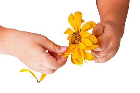 A child pulls the petals of yellow daisies  Isolated on white backgroundの写真素材