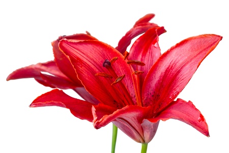 Red lily isolated on a white background の写真素材